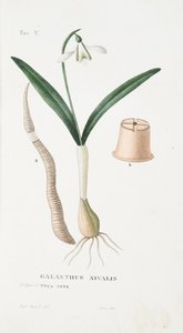 Galanthus Nivalis, Plate V, fra Antotrophy That is DeFiori Cultivation av Antonio Piccioli, pub. 1834 av Italian School